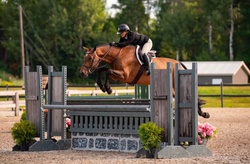 Athena Canadian Warmblood Hunter photo 4
