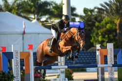 Delia B Dutch Warmblood Jumper photo 6
