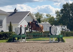 Sunny Belgian Warmblood Jumper photo 1