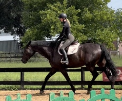 I’m Gucci Czech Warmblood Jumper photo 4