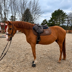 Casino CLS Warmblood Hunter photo 1
