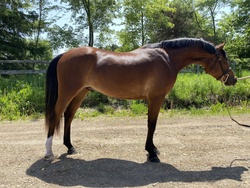 Brightside Welsh Cross Jumper photo 1