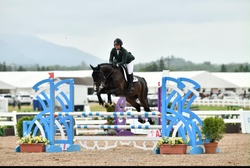 Magnus Zanzibar Warmblood Jumper photo 4
