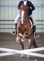Mulberry Magic “Boba” Welsh Cross Jumper photo 4