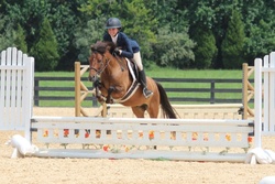 Ferrero Rocher Welsh Cross Hunter photo 4