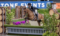 Lemony Snickers Warmblood Cross Hunter photo 1