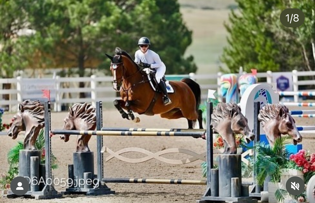 2013 16 hand Hanoverian Gelding BIGEQ +