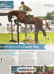 Whixall's Candy Boy Irish Sport Horse Jumper photo 7