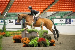 Akari Van't Glemhof Z Dutch Warmblood Equitation photo 1