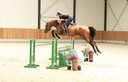 Coloror Zangersheide Hunter photo 1