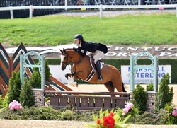 Ringleader German Riding Pony Hunter photo 1