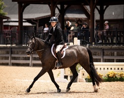 Home Run Bound Welsh Cross Hunter photo 3