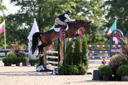 Adore Me Dutch Warmblood Hunter photo 4