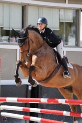 “Ranger” Warmblood Jumper photo 3