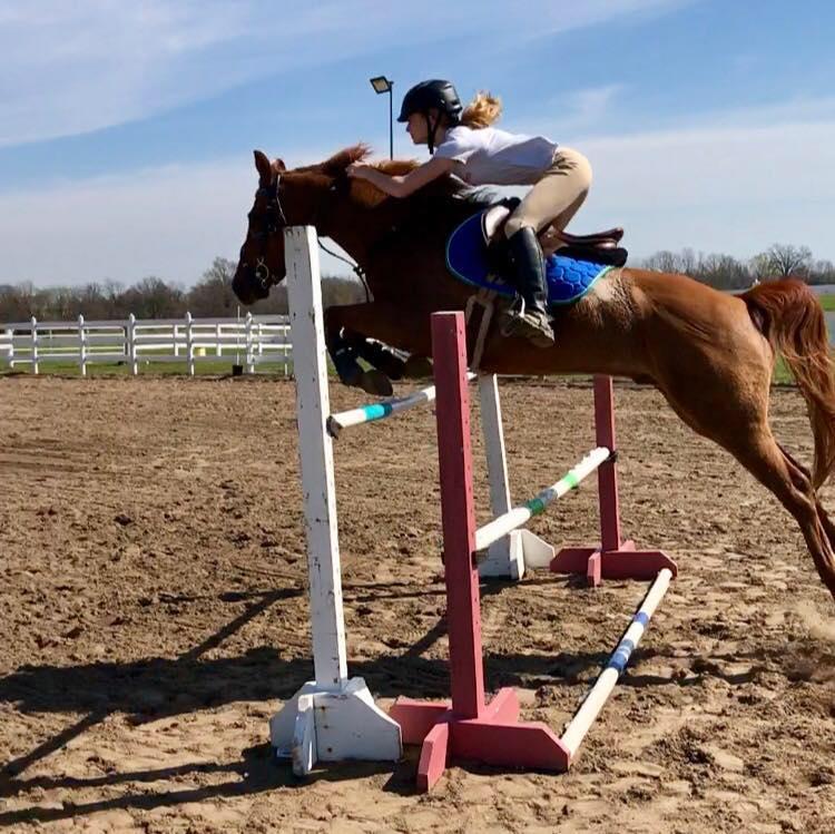 Wickedpedia Quarter Horse Jumper