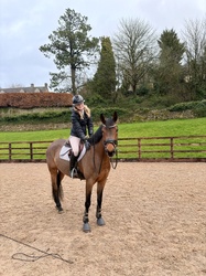 Galaktika German Warmblood Equitation photo 2