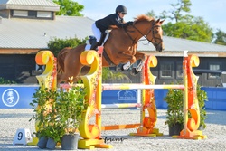 Gold Link German Warmblood Jumper photo 1
