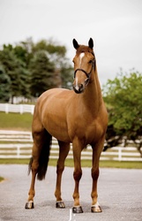Nadal Warmblood Jumper photo 2