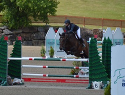 Avalanche Van’t Leeuwerik Belgian Warmblood Jumper photo 2