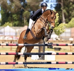 Cascorrado Belgian Warmblood Equitation photo 3