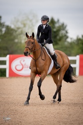 Espresso Warmblood Hunter photo 1