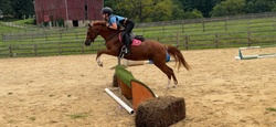 Arnaby Bo Mazing Welsh Cross Hunter photo 2