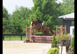 Something Phenomenal Hanoverian Hunter photo 5