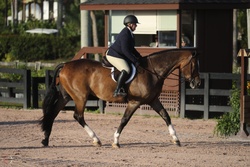 Guru Dutch Warmblood Hunter photo 4