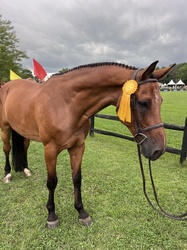 CMS Cruise Control Warmblood Hunter photo 6