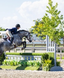 Ohio VDL Dutch Warmblood Hunter photo 3