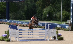 Dollar Del Colle Warmblood Jumper photo 6