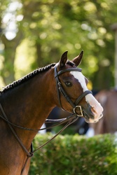 Arnaby Oberon Welsh Cob Hunter photo 5