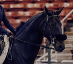 Odette Van Balou Belgian Warmblood Jumper photo 2