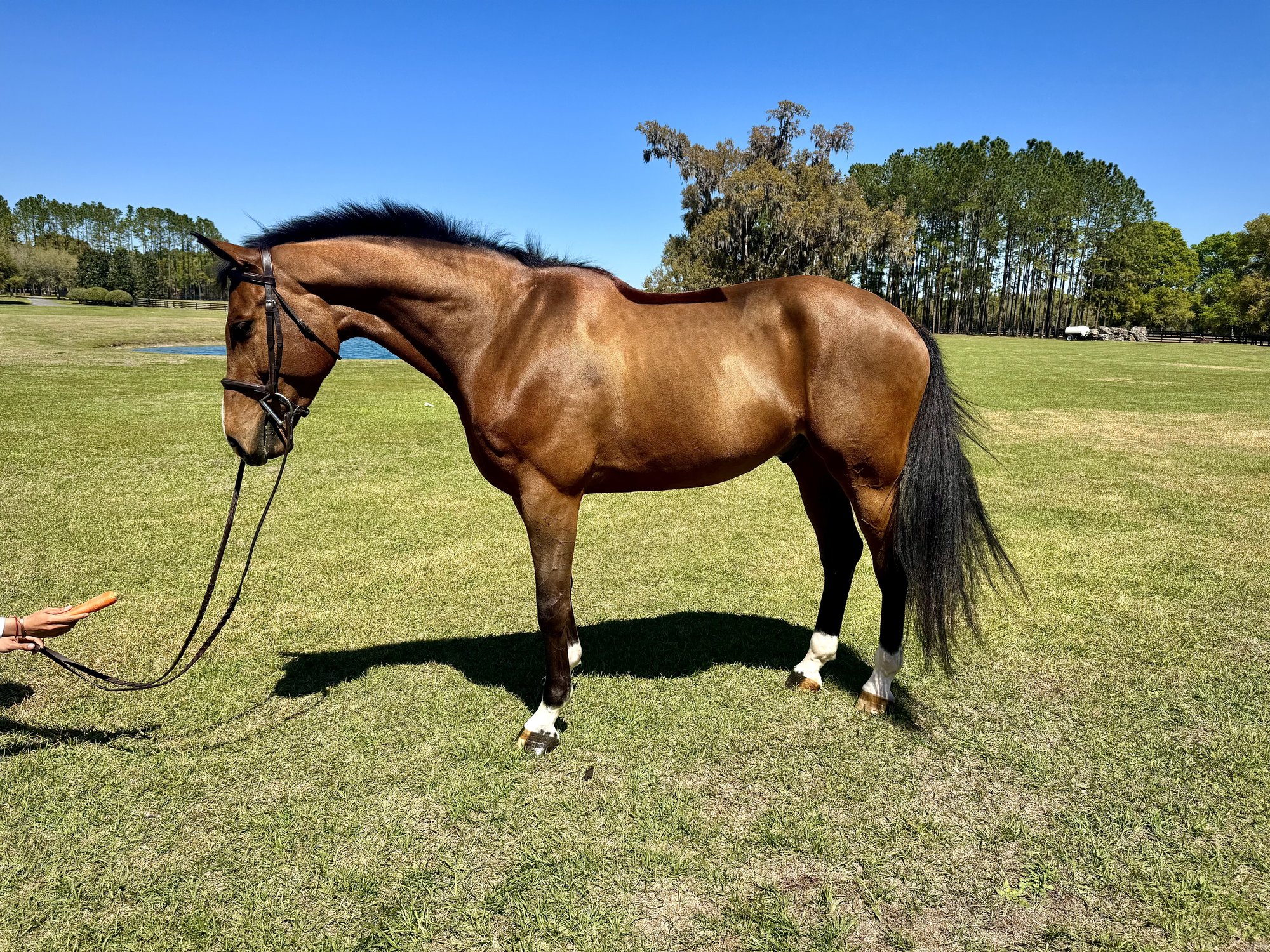 2018 16.1 hand Warmblood Gelding BIGEQ +