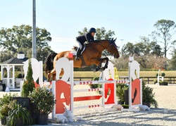 VDL Ironic Dutch Warmblood Jumper photo 4