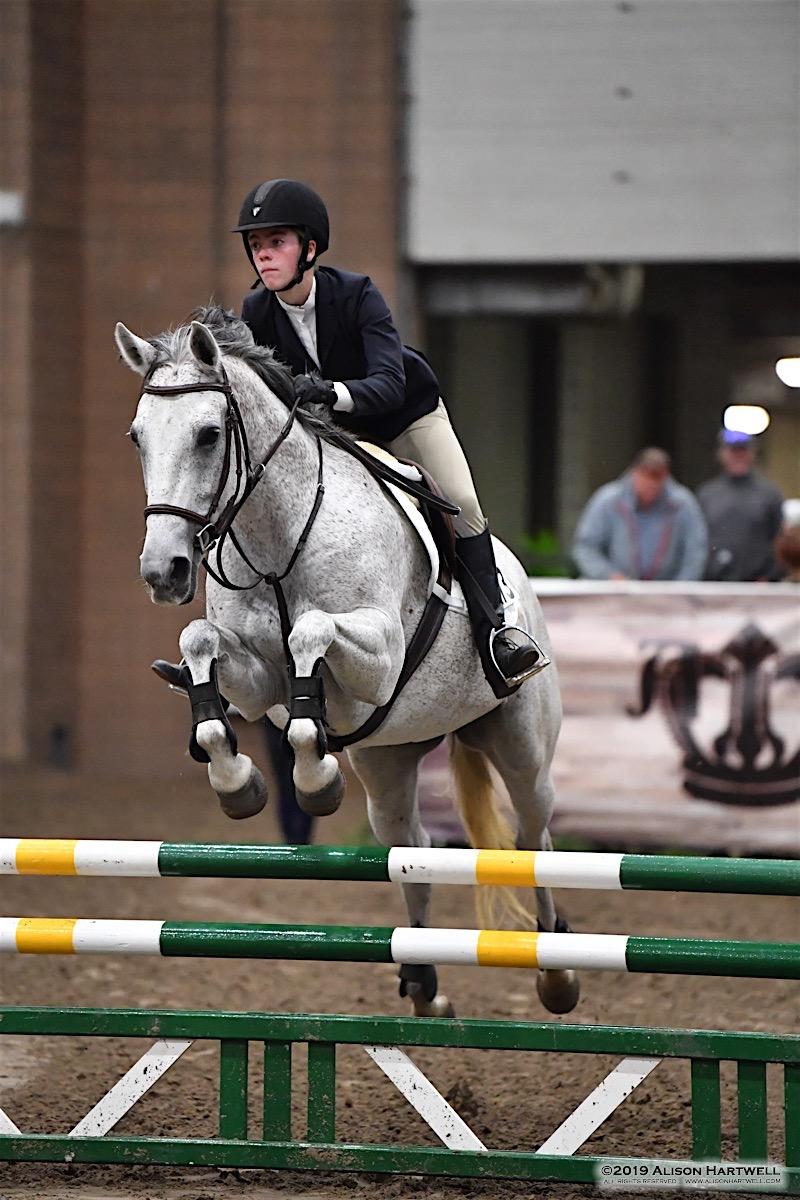 Moonguard Hawkins Quarter Horse Jumper