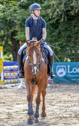 San Sebastian German Warmblood Hunter photo 2