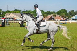 Caymus Argentinian Warmblood Jumper photo 6