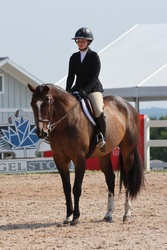 Donato Warmblood Hunter photo 2