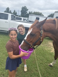 Sunny Belgian Warmblood Jumper photo 8