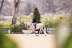 Enegren German Warmblood Hunter photo 2