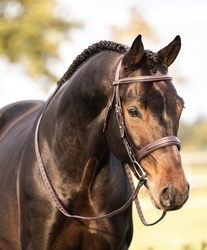 Cooper Westphalian Hunter photo 1