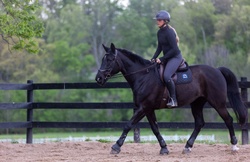 Cinca de Maya MSH Warmblood Jumper photo 2