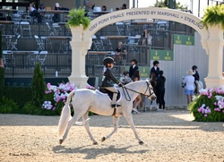 Romance German Riding Pony Hunter photo 2