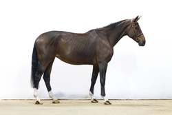 Diva Oldenburg Jumper photo 3