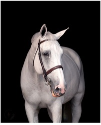 Iridento Dutch Warmblood Hunter photo 2