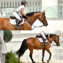 Lui Hanoverian Jumper photo 8