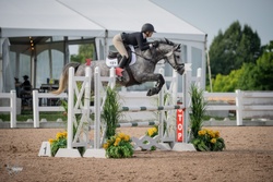 Resibalia Dutch Warmblood Jumper photo 1