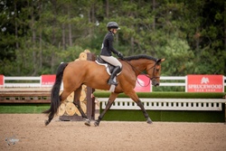 Espresso Warmblood Hunter photo 5