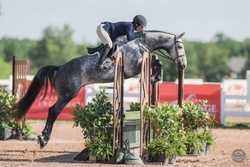 Ohio VDL Dutch Warmblood Hunter photo 1